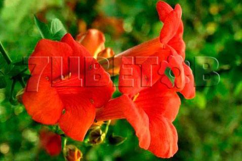 Campsis radicans Ursynow    2 ltr € 6,06 454,33..jpg