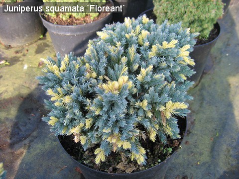 118,4.  Juniperus squamata Floriant.jpg