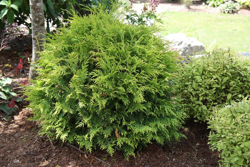  Thuja occidentalis Woodwardii-94,10.jpg