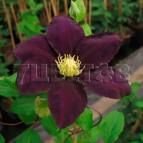 Clematis hybriden The Vagabond     2 () 2 ltr € 6,04 453,21..jpg