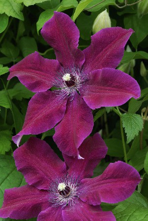 136,6.  (   2 .,   1.).jpg