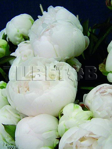 Paeonia lactiflora Avalanche    € 3,11 227,03..jpg