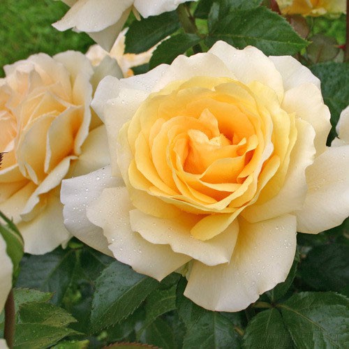 Rosa tea hybrid Winter Sun.jpg