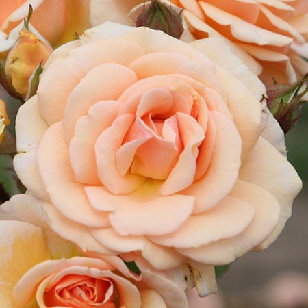 Rosa floribunda Sweet Honey.jpg