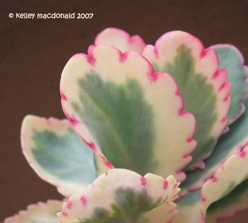    ( Kalanchoe fedtschenko) -   