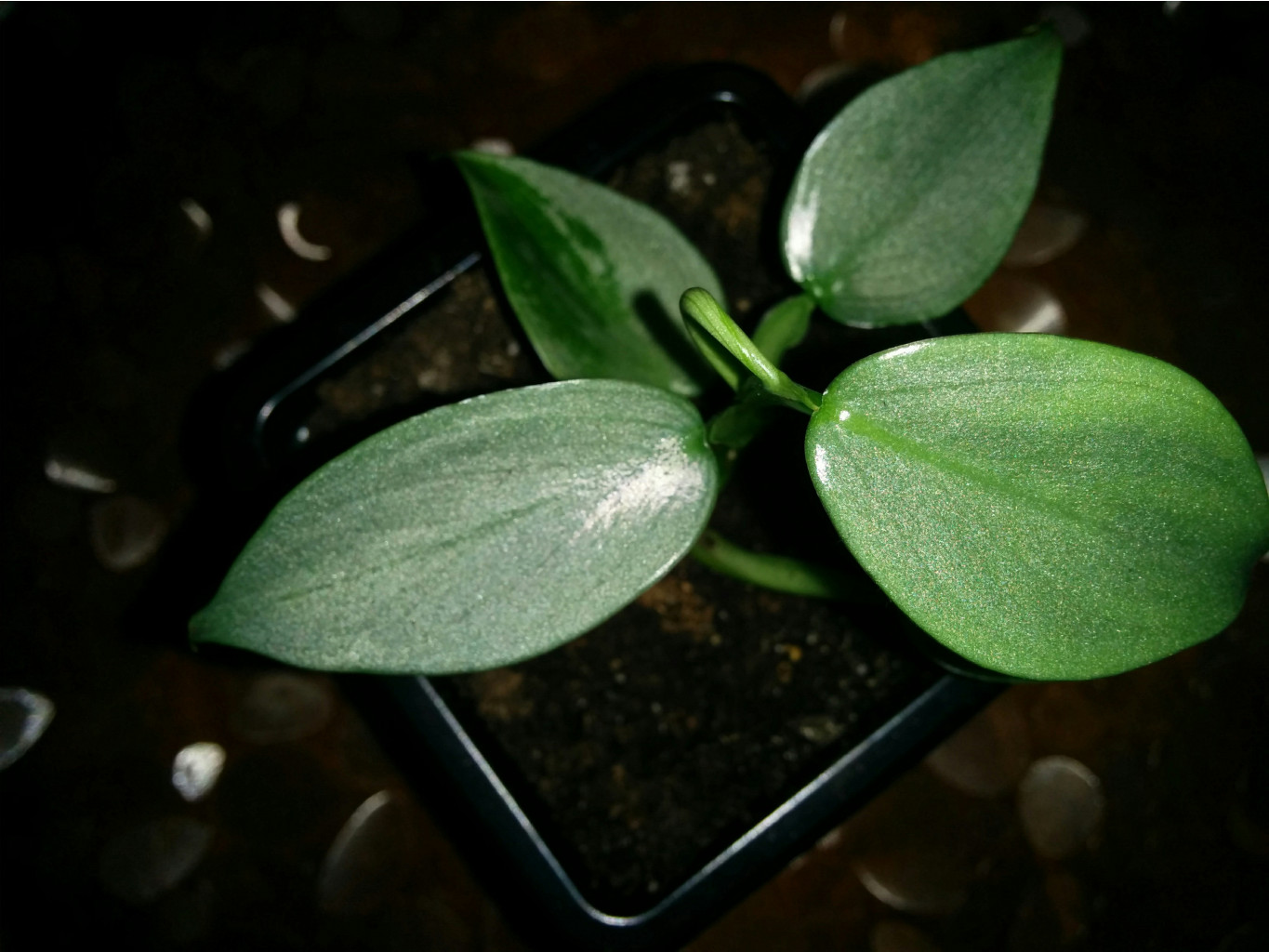  Silver Queen   Philodendron glaucophyllum