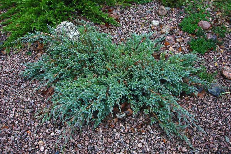 86,7.  Juniperus squamata Blue Carpet_P9 15-20.jpg