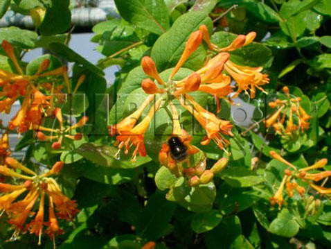 Lonicera brownii GOLDEN TRUMPET     2 ltr € 5,31 398,08..jpg