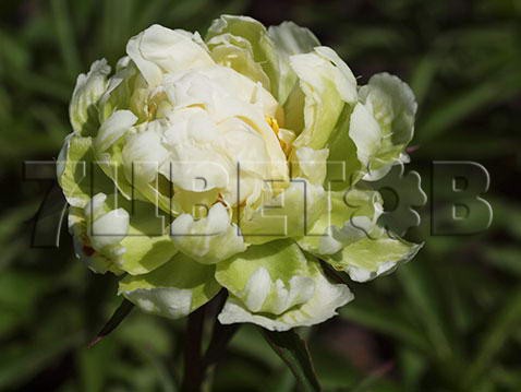 Paeonia lactiflora Green Halo     € 20,93 1 527,89..jpg