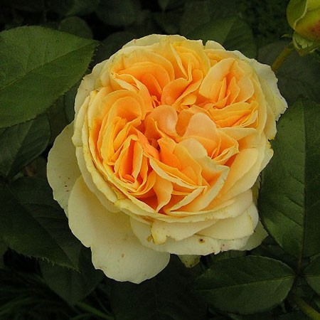 Rosa tea hybrid Candlelight.jpg