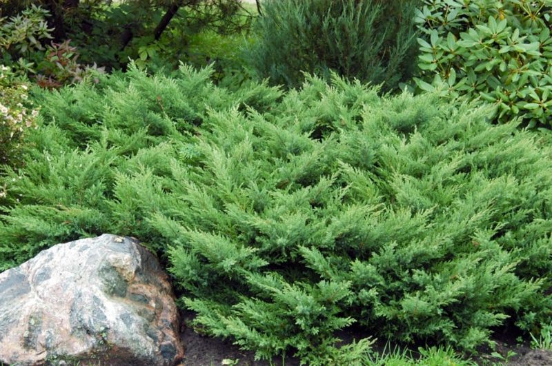 86,7.  Juniperus sabina Rockery Gem.jpg