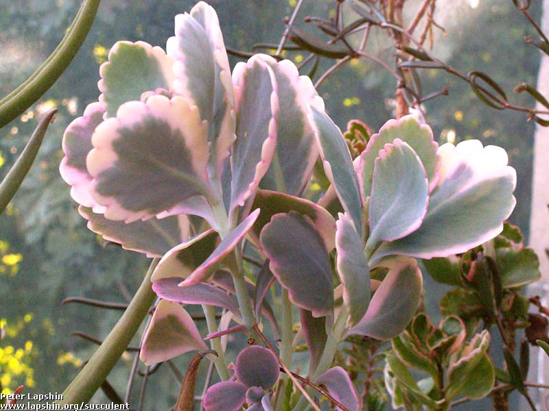    ( Kalanchoe fedtschenko) -    ...