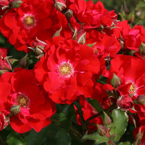 Rosa park Roter Korsar.jpg