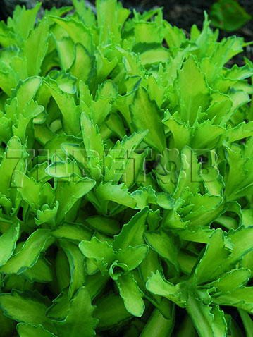 Sedum Beka Autumn Delight Седум Бека Отомн Делайт € 1,36 99,28руб..jpg