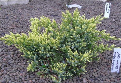 92.  Juniperus squamata Dream Joy.jpg