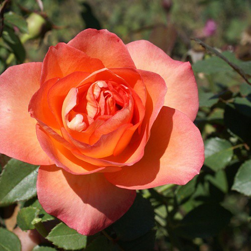 Rosa tea hybrid Fairest Cape.jpg