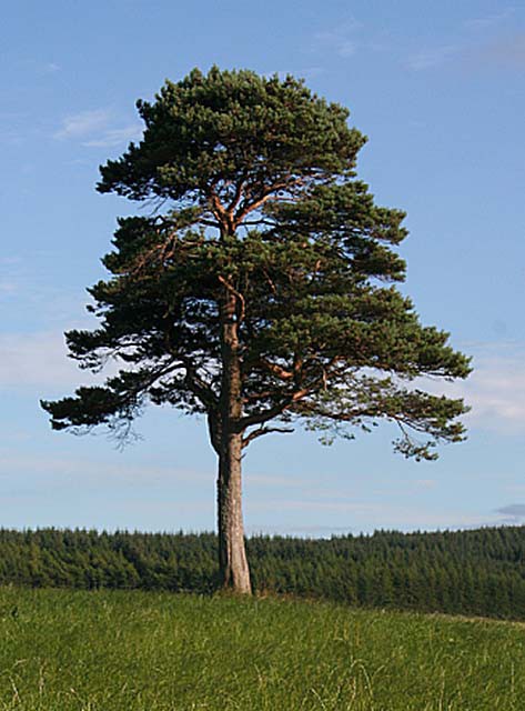 86,7.  Pinus sylvestris.jpg