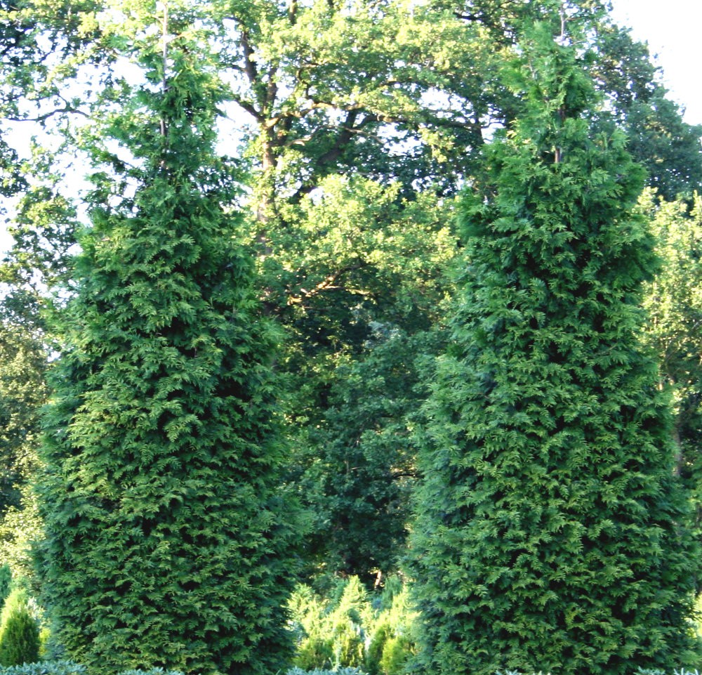 92.  Thuja plicata Excelsa_P9.jpg