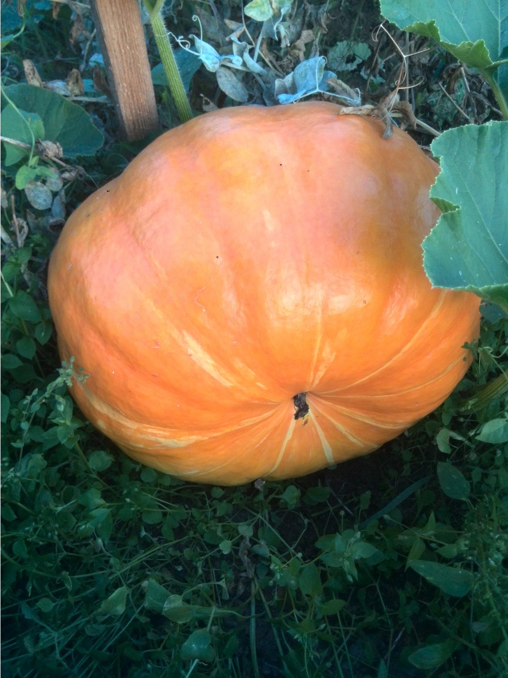 IMG 20160820 175732.jpg