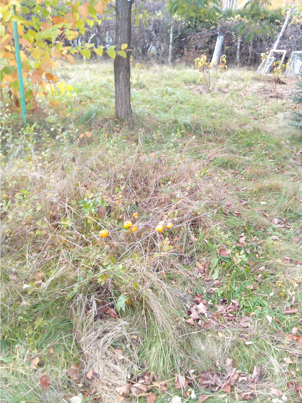IMG 20161016 122613.jpg
