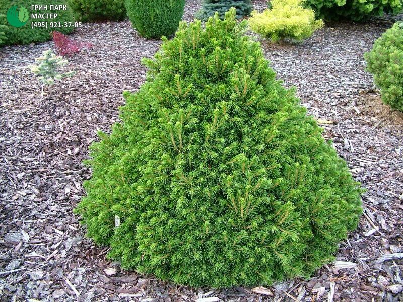 134,2.  Picea abies Tompa_P10,5 rond.jpg