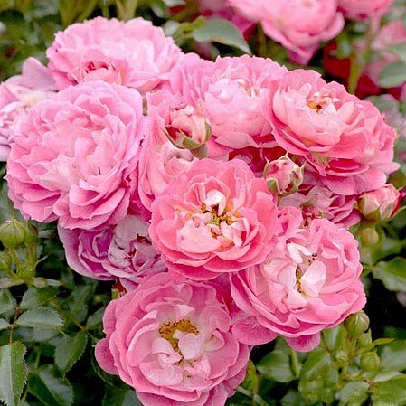 Rosa miniature Charmant.jpg