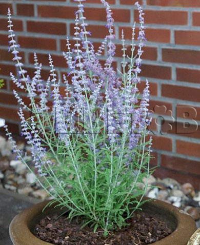 Perovskia atriplicifolia Lacey Blue    € 1,57 114,61..jpg