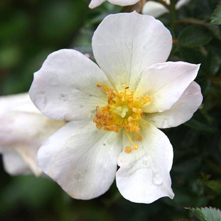 Rosa miniature Sonnenröschen.jpg