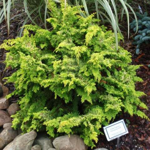 118,4.  Chamaecyparis obtusa Fernspray Gold_P10,5 rond.jpg