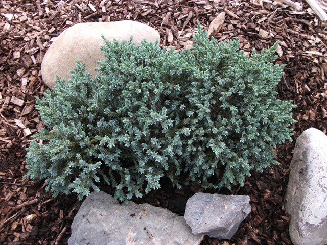 165,9.  Juniperus squamata Tropical Blue.jpg