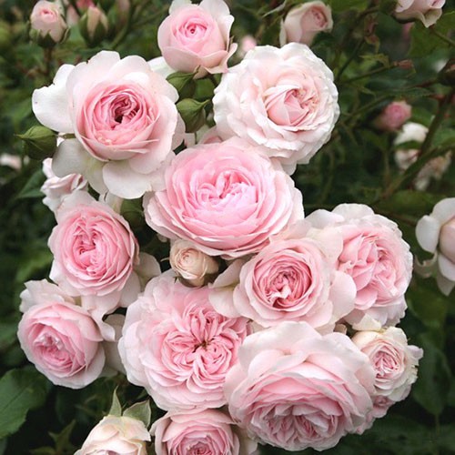 Rosa groundcover Larissa.jpg