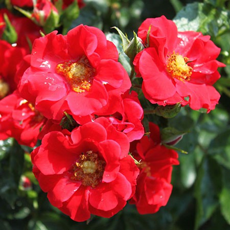 Rosa groundcover Alpenglühen.jpg