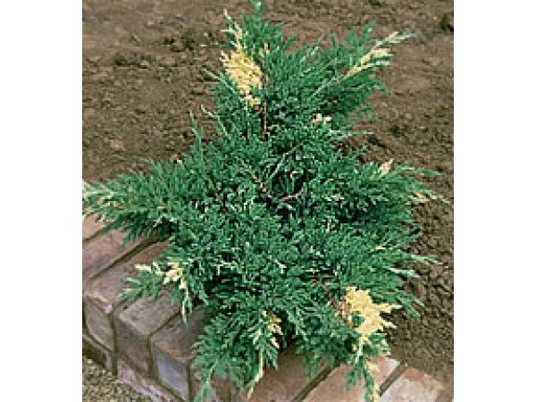 102,5.  Juniperus (dav) chin. Expansa Variegata.jpg