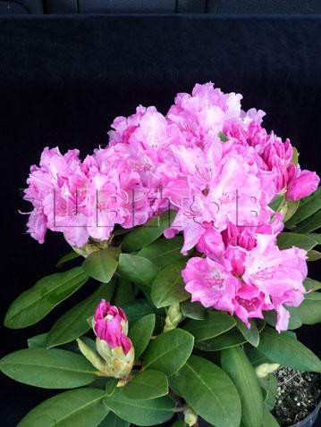 Rhododendron yakushimanum Lumina Рододендрон якушиманский Лумина -26°C 5 ltr 25-30 € 16,37 1 228,05р..jpg