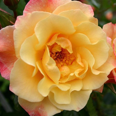 Rosa climbing Moonlight.jpg