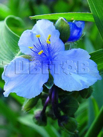 Tradescantia andersoniana Ocean Blue     € 1,10 80,30..jpg