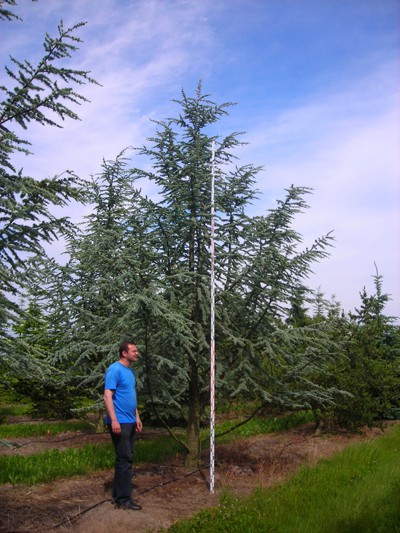 377,1.  Cedrus libani Glauca ( 1,5)