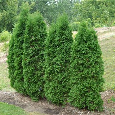 81,4.  Thuja occidentalis Pyramidalis Compacta_P9 20-25.jpg