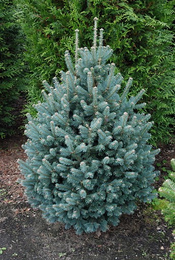 350,7. Abies lasiocarpa Compacta ( 1,5).jpg