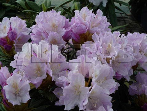 Rhododendron yakushimanum Hoppy Рододендрон якушиманский Хоппи -23°C 15 ltr 30-40 € 42,96 3 221,97р..jpg