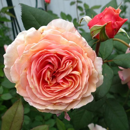 Rosa park A Shropshire Lad.jpg