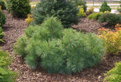 403,5.  Pinus strobus Radiata ( 1,5)