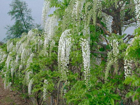 Wisteria floribunda Shiro-noda   - 2 ltr € 7,77 582,58..jpg