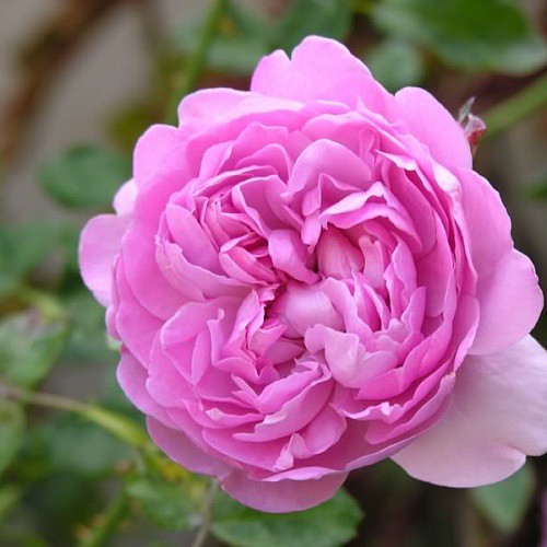 Rosa park Charles Rennie Mackintosh.jpg