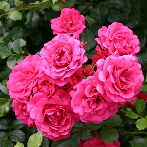 Rosa groundcover Rody.jpg