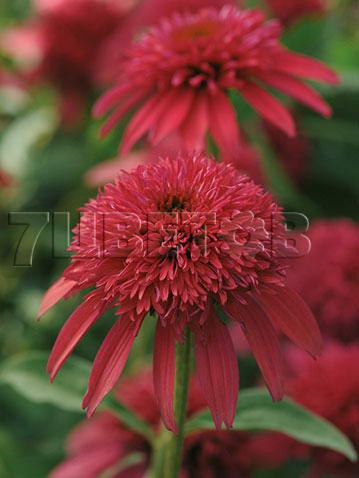 Echinacea DS Cranberry Эхинацея Кренберри € 2,59 189,07руб..jpg