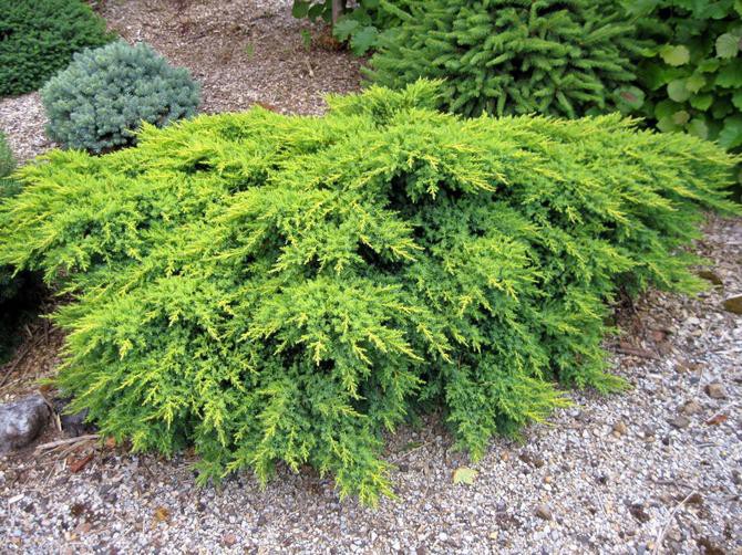 86,7.  Juniperus media Pfitzeriana Glauca.jpg