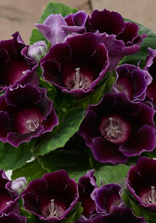 49,77.   ( 3 .   2.).jpg