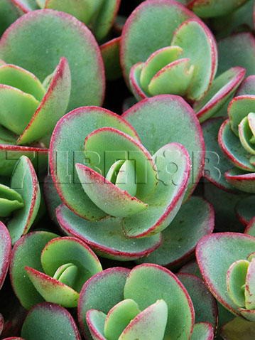 Sedum SunSparkler Lime Zinger Седум СанСпарклер Лайм Зингер € 1,57 114,61руб..jpg