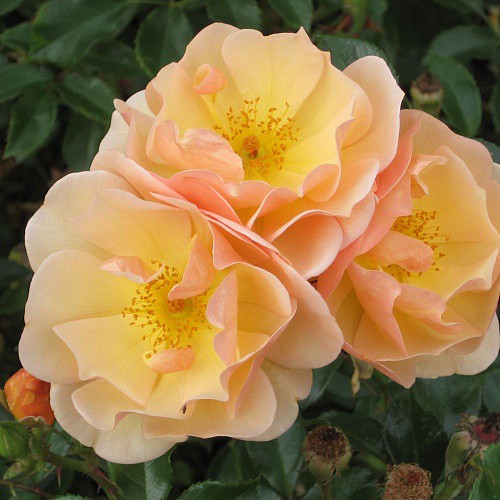 Rosa groundcover Amber Sun.jpg